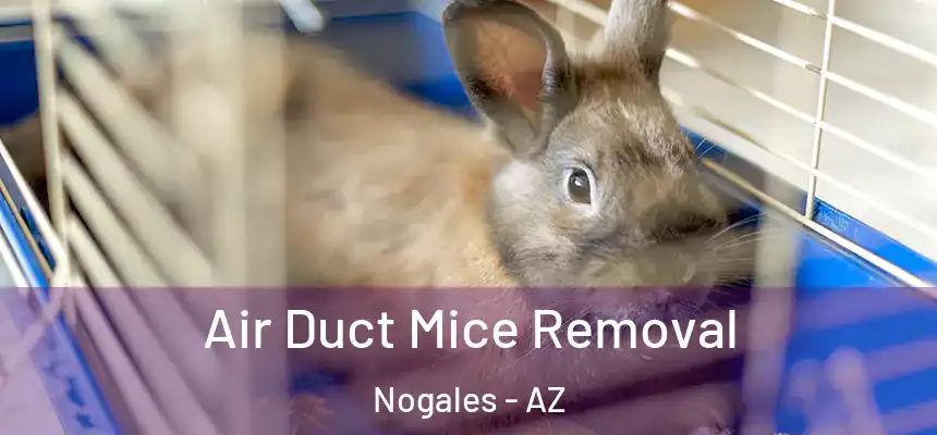 Air Duct Mice Removal Nogales - AZ